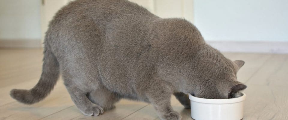 Diyabetik kedimi nasıl beslemeliyim?