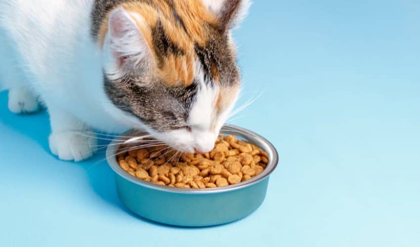 Kedilerin taurin ihtiyacı: Kedinizin beslenmesine taurin nasıl eklenir?