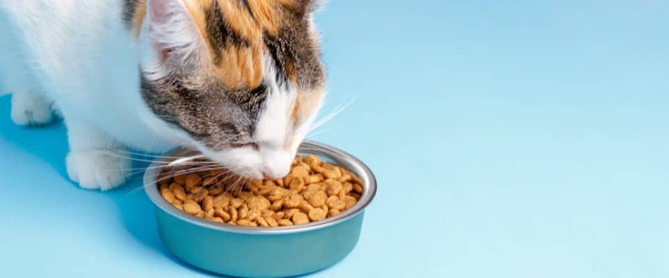 Kedilerin Taurin Ihtiyacı: Kedinizin Beslenmesine Taurin Nasıl Eklenir?