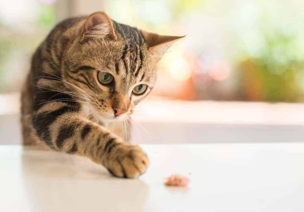 Kedim Neden Kilo Veriyor Kedilerde Kilo Kaybinin Nedenleri Petibom