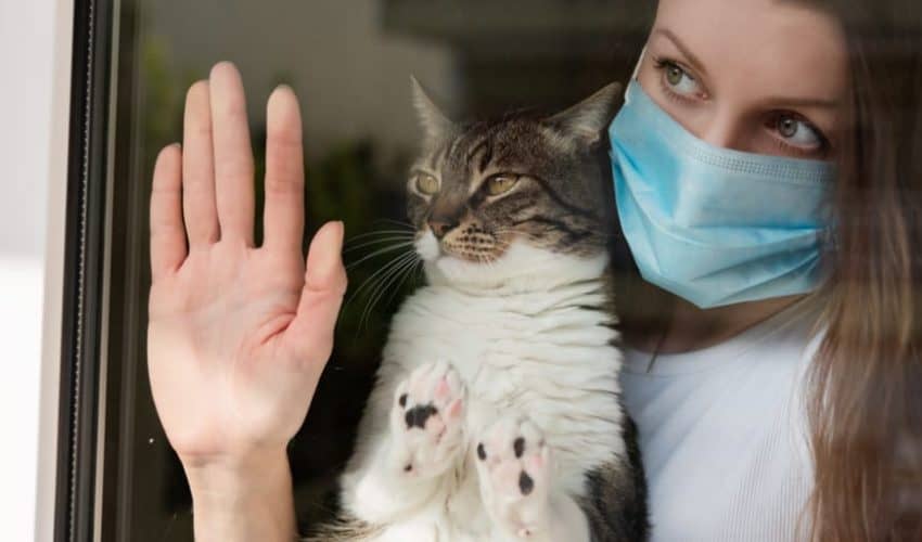 Kedilerde fip hastalığı insanlara bulaşır mı?