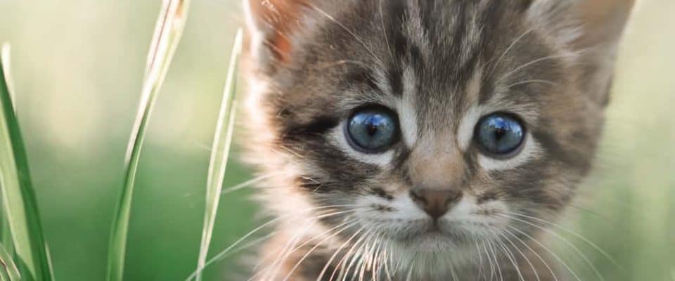 Kedilerde FIP Hastalığı Nedir: Belirtileri ve Tedavi Yöntemleri