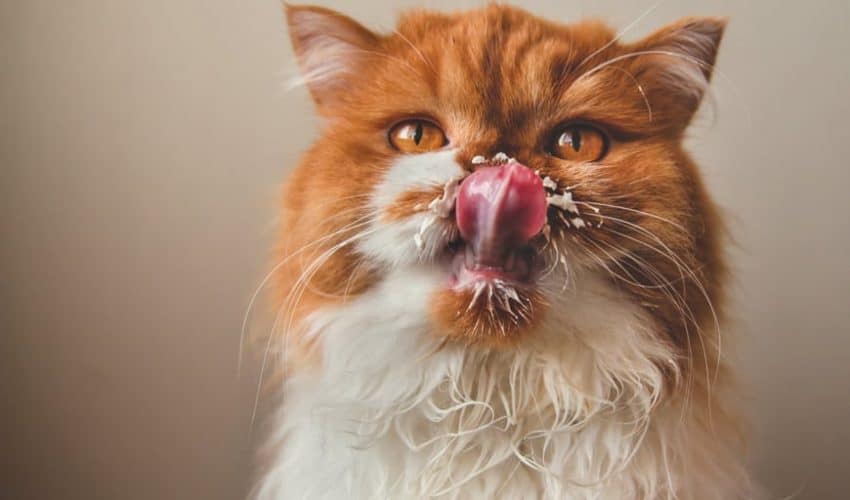 Kediler Süt İçebilir mi? Süt vermek zararlı mı?