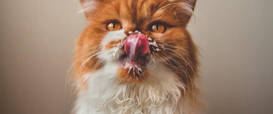 Kediye Süt Verilir Mi? Süt Vermek Zararlı Mı?