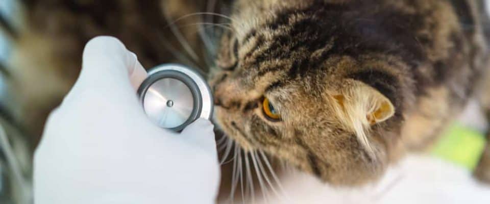 Kedilerde kalp hastalıkları ve kalp yetmezliği nasıl teşhis edilir?