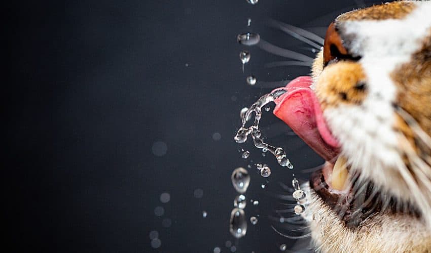 Kediler neden çok su içer? ne kadar su içmelidir?