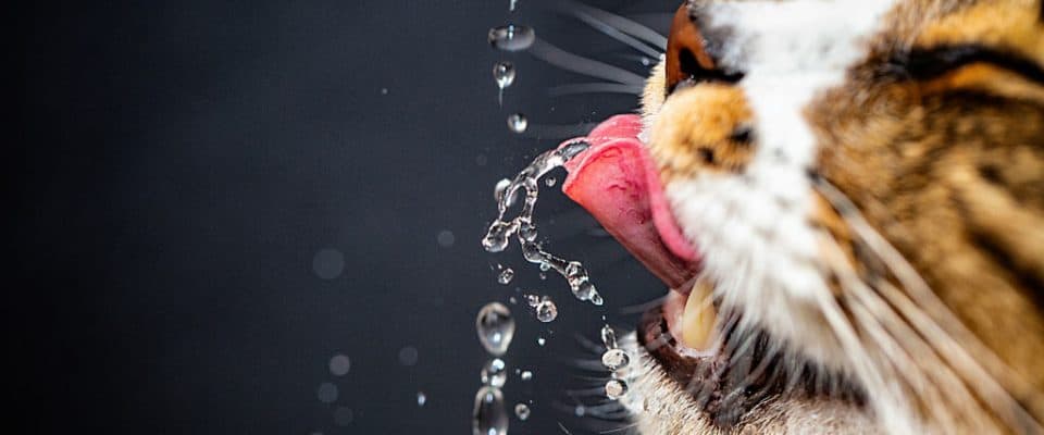 Kediler Neden Çok Su Içer? Ne Kadar Su Içmelidir?