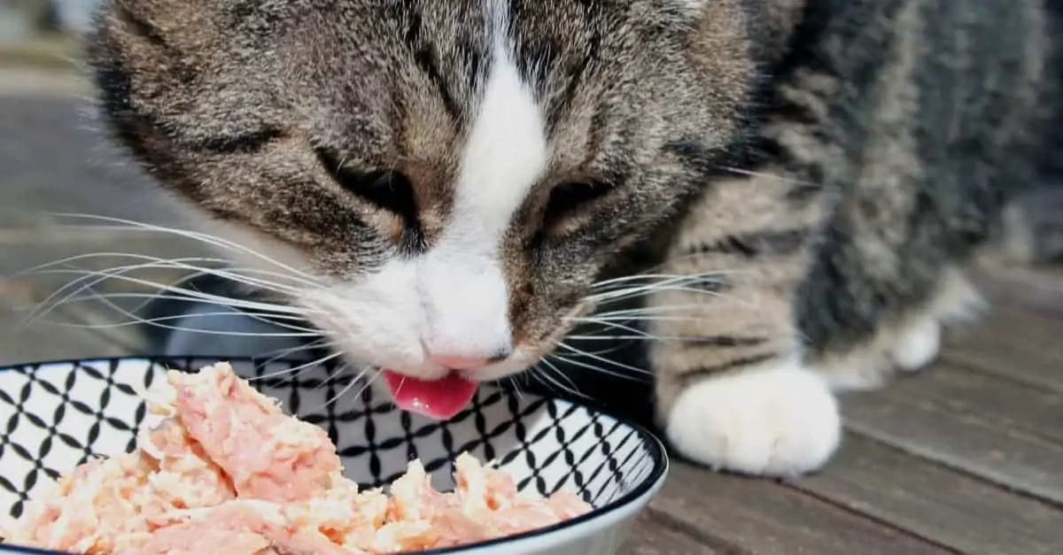 ton balığı yiyen kedi 