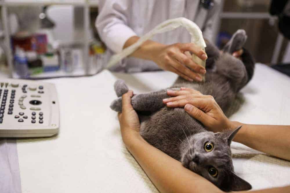 ultrasonla muayene edilen kedi