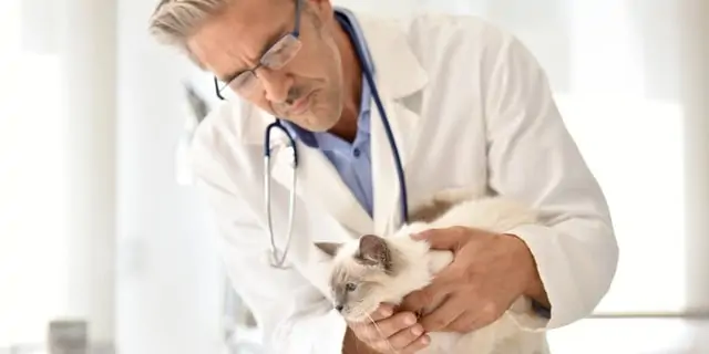 Yaşlı kedinizi hangi durumlarda veterinere götürmelisiniz?