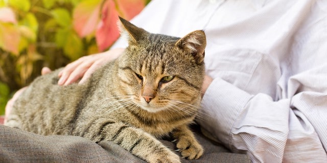 Kedilerdeki bilişsel bozukluklar ve önleme yolları
