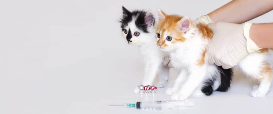Yavru kedilere hangi aşılar yapılır? Yavru kedi aşı takvimi