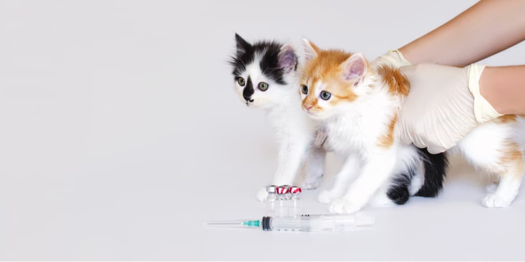 Yavru kedilere hangi aşılar yapılır? Yavru kedi aşı takvimi Petibom