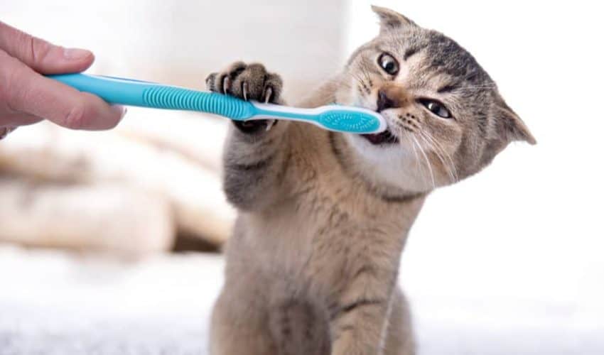 Yavru kedi dişleri bakımı ve diş sağlığı: Evde bakım!