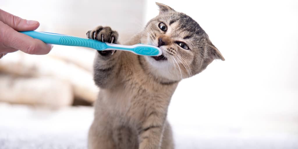 Yavru kedi dişleri bakımı ve diş sağlığı Evde bakım! Petibom