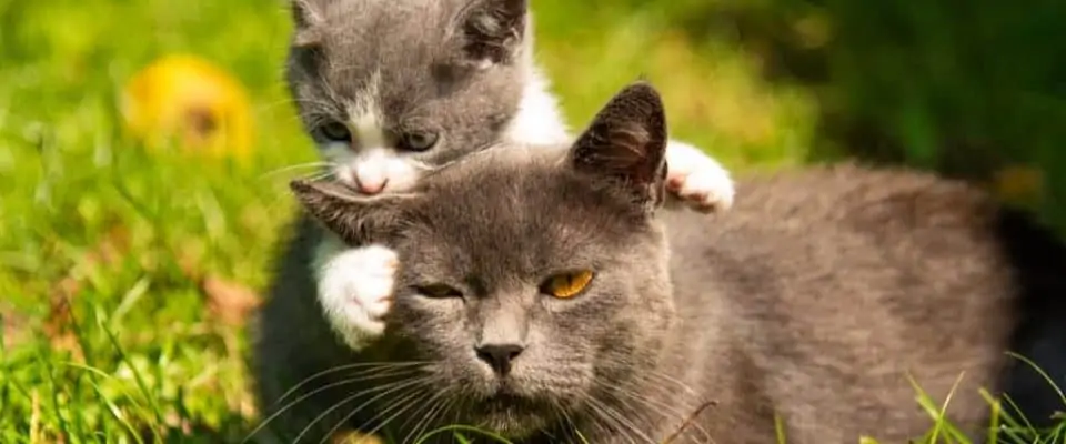 Yetişkin kedi ile misafir yavru kedi birbirine nasıl alışır?