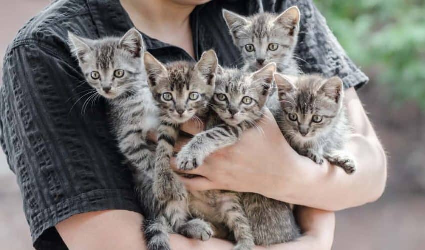 Kedi gençlik hastalığı (feline panlökopeni) – Belirtileri ve tedavi yöntemleri