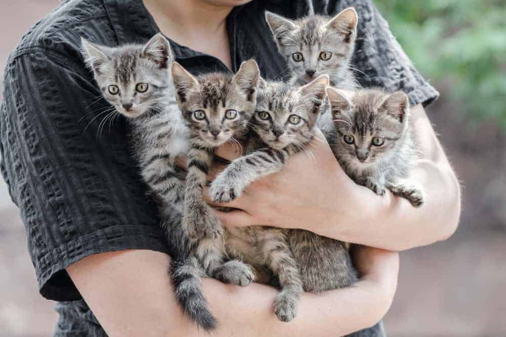 kedi genclik hastaligi belirtileri ve tedavi yontemleri petibom