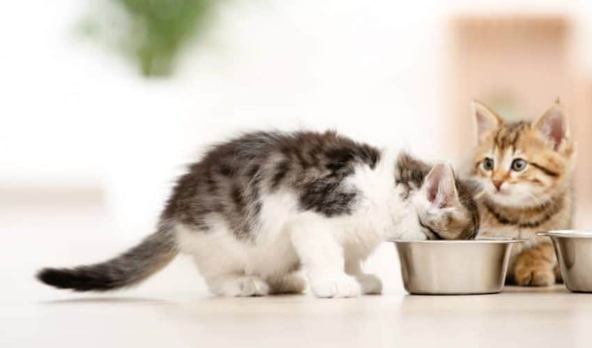 Yavru kediler 2 – 6 Ay arası nasıl beslenir? İlk 12 ay için bir rehber