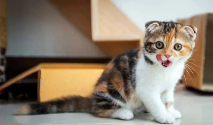 Yavru kediler ne sıklıkla kaka yapar? Önemli detaylar