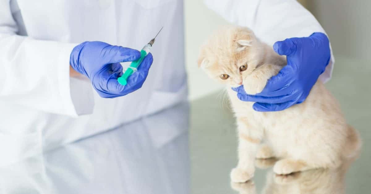 yavru kediler ne zaman aşı olur