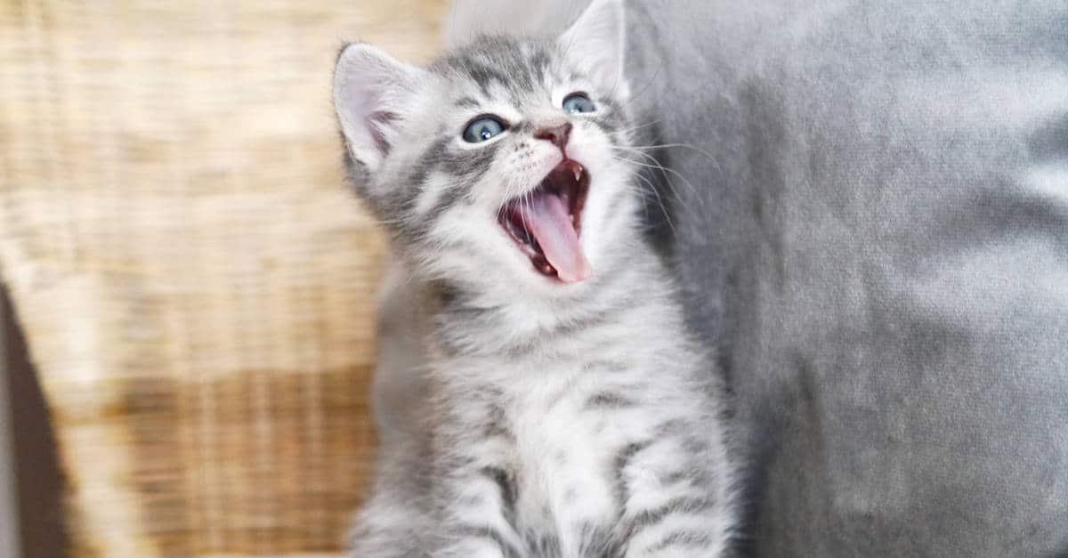 yavru kedilerin süt dişleri