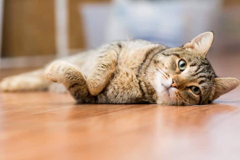 Kedi eğitimi Yetişkin bir kedi nasıl sosyalleştirilir? Petibom
