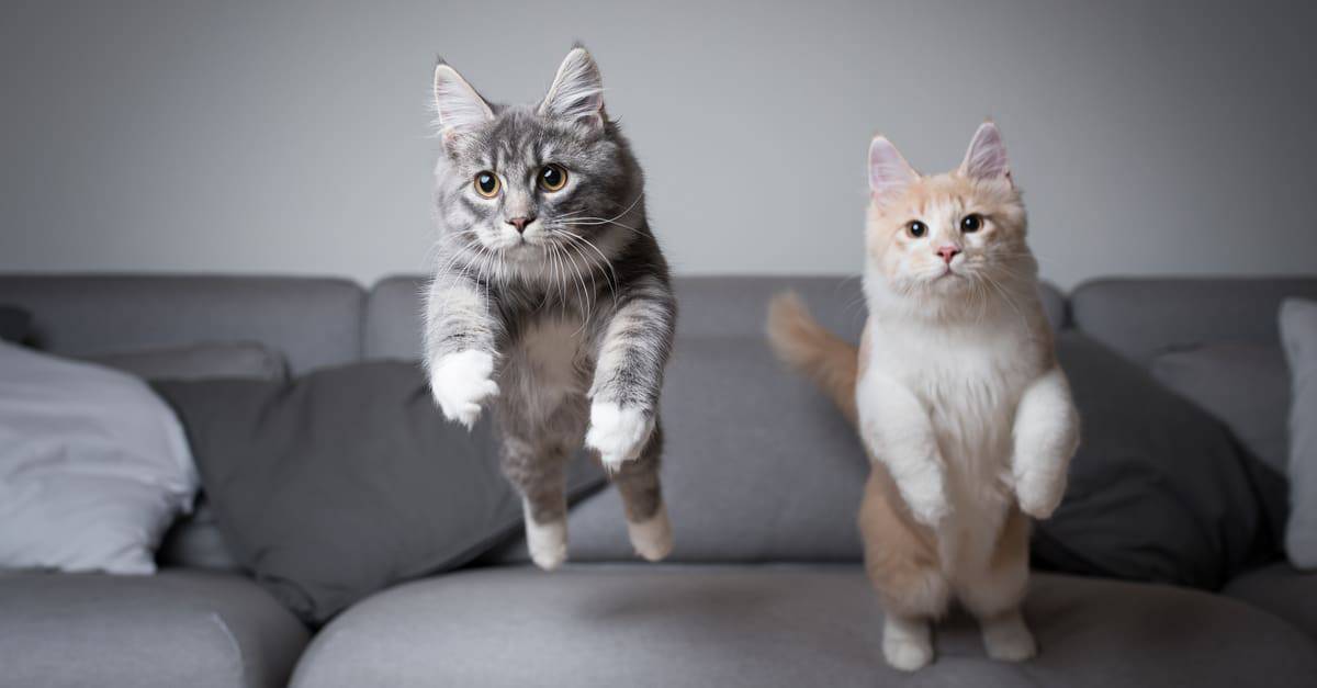 zıplayan kediler
