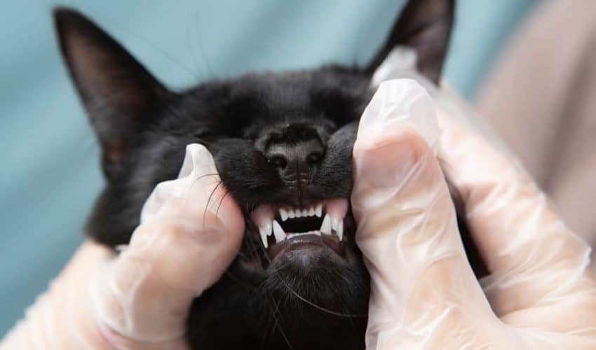 Kedilerde diş eti iltihabı (gingivit): Nedenleri ve belirtileri