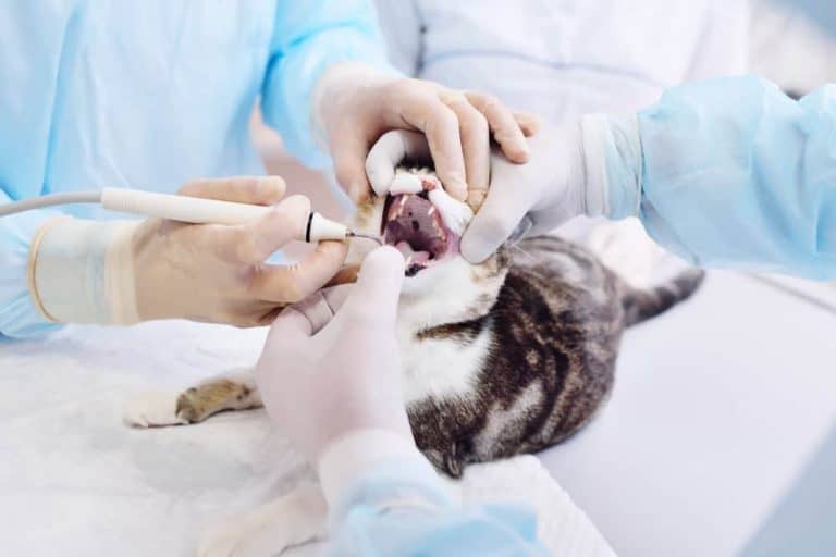 Kedilerde diş eti iltihabı (gingivit) Nedenleri ve belirtileri Petibom