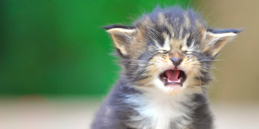 kediler aglar mi kedi aglamasinin arkasindaki nedenler petibom