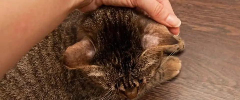 Kedilerde alopesi: Nedenleri ve tedavi yöntemleri nelerdir? 