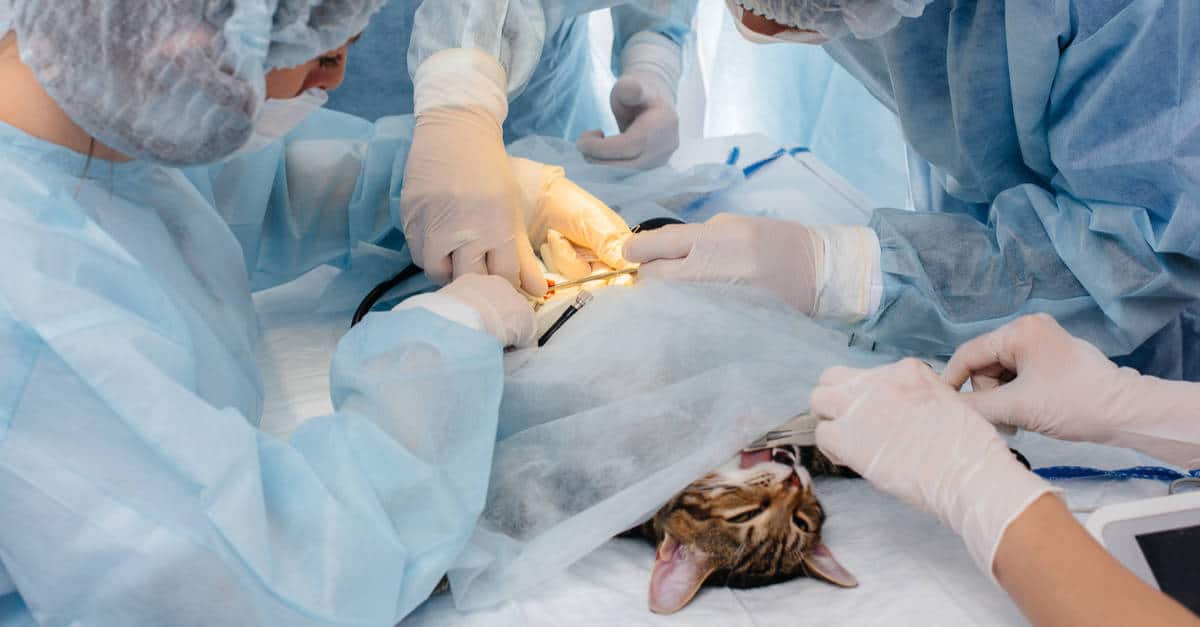 ameliyat edilen kedi