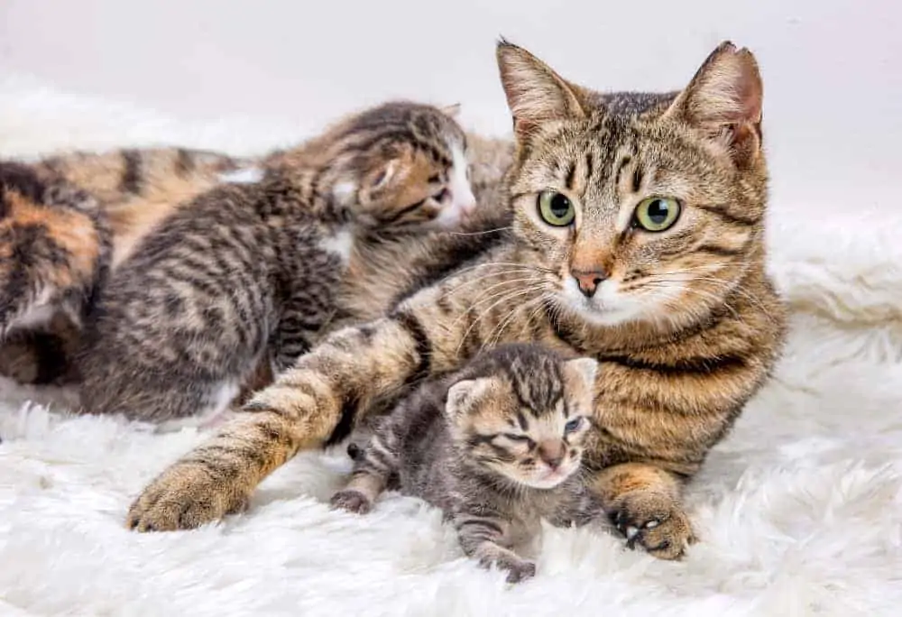 Anne Kedi ve Yavruları
