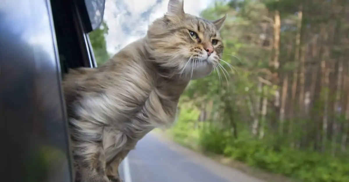 Arabayla seyahat eden kedi