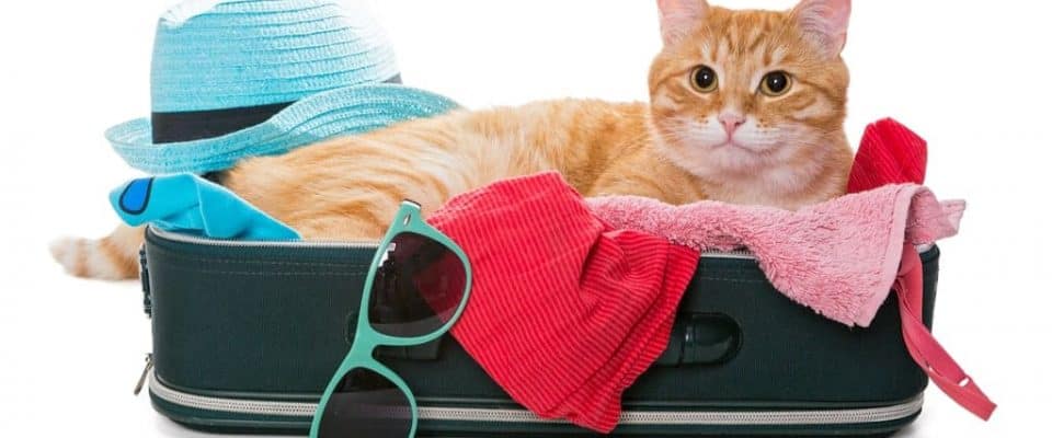 Kedilerle seyahat edeceklere tavsiyeler