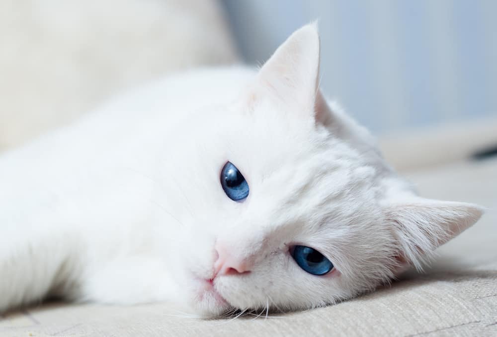 beyaz ve mavi gözlü kedi