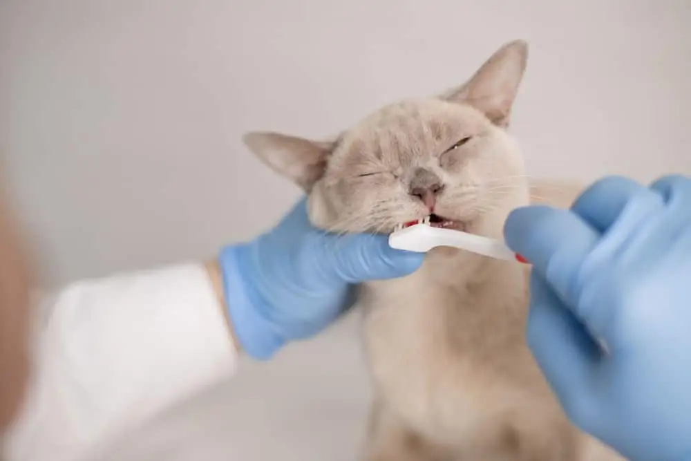 dişleri fırçalanan kedi