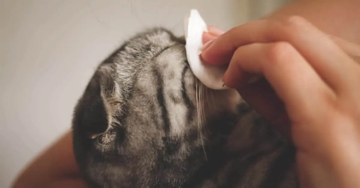 Gözleri temizlenen kedi