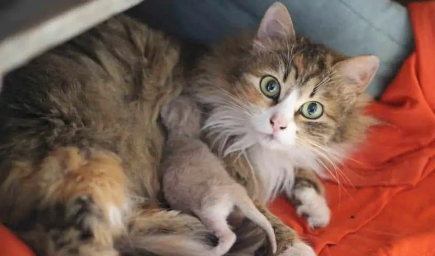 Hamile ve yeni doğum yapmış kedilerde saldırganlık ve çözüm önerileri