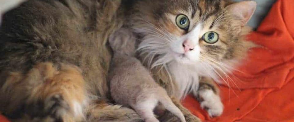 Hamile ve yeni doğum yapmış kedilerde saldırganlık ve çözüm önerileri