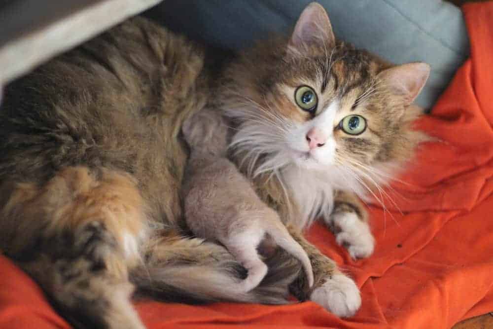 hamile ve yeni dogum yapmis kedilerde saldirganlik hali ve cozum onerileri petibom