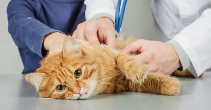 Kedilerde Lösemi: Kedi Lösemi Virüsü Belirtileri Ve Daha Fazlası
