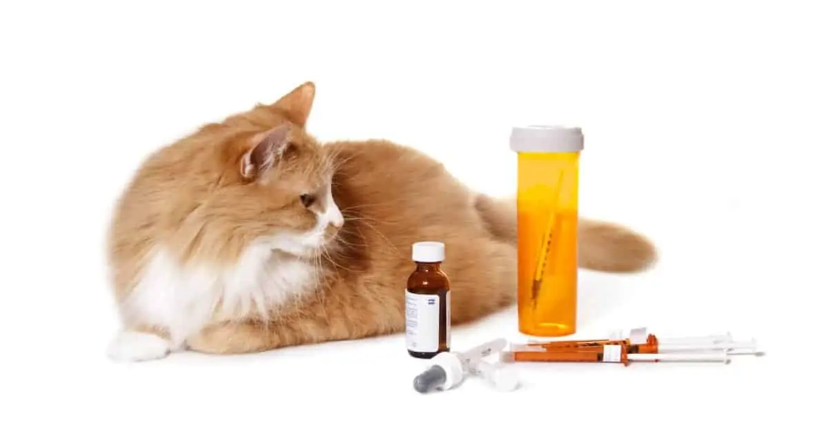 ilaçlara bakan kedi