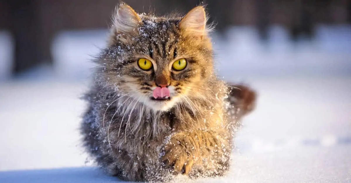 Karda ıslanan kedi