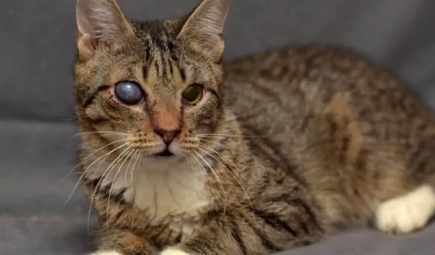 Kedilerde katarakt hastalığı ve belirtileri