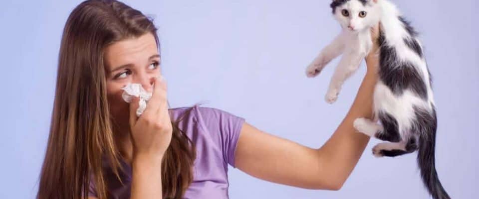Kedi alerjisi belirtileri nelerdir? Alerjinin nedenleri ve tedavisi