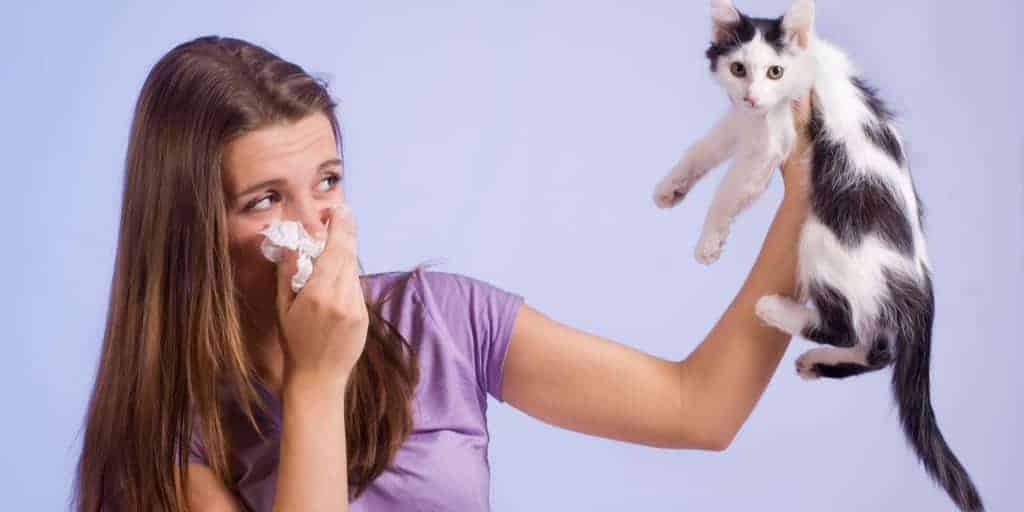 kedi alerjisi belirtileri nelerdir alerjinin nedenleri ve tedavisi petibom