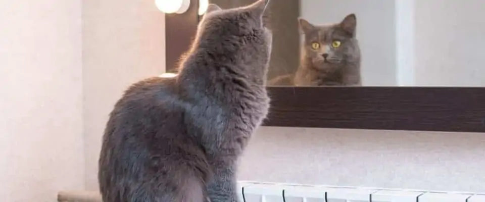 Kediler aynadan korkar mı? Ayna yansımalarına karşı verilen tepkiler ve eğitimi