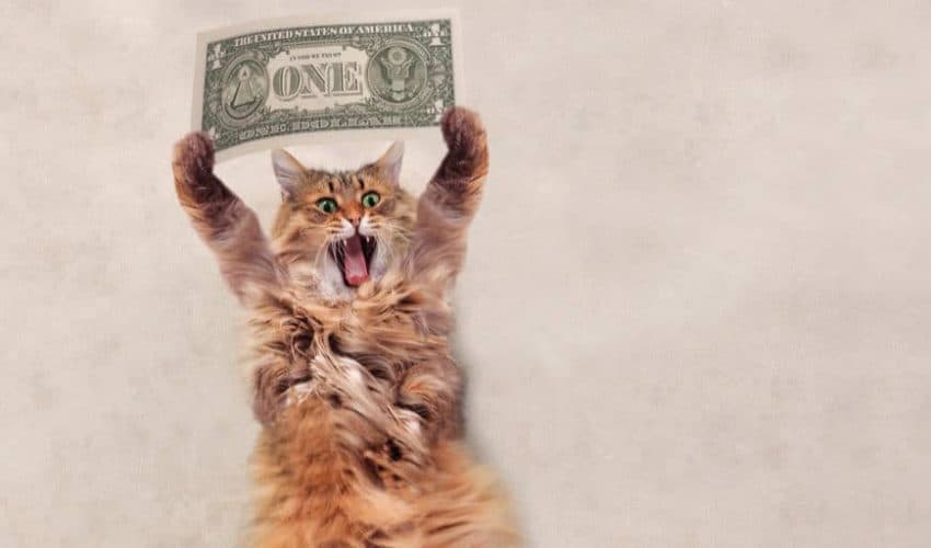 Kedi bakım masrafları: Sorumlu kedi sahipliğinin maliyetleri